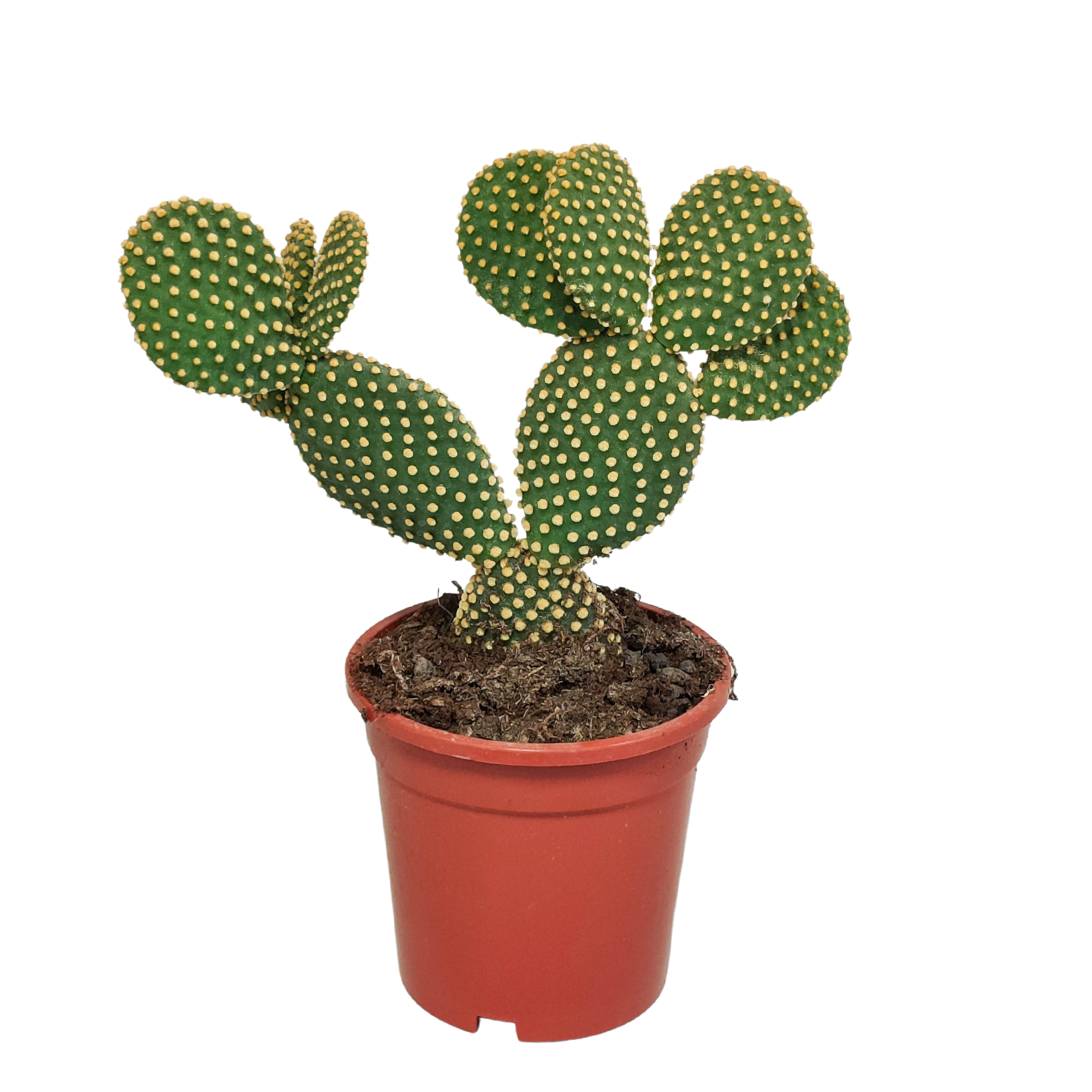 Opuntia microdasys - 17cm - without pot
