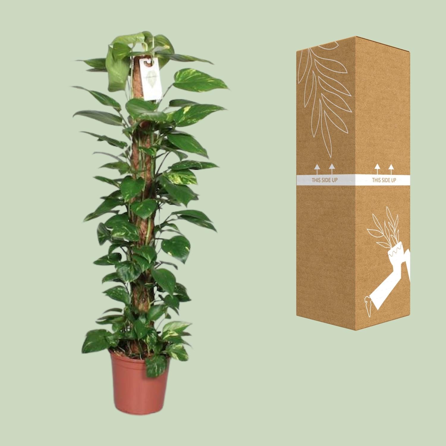 Epipremnum Pinnatum Mosstok Scindapsus - Ø24cm - ↕120cm