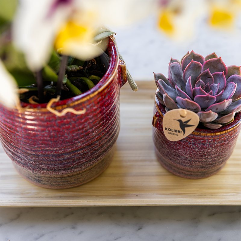 Kolibri Orchideen | Geschenkset Aura | Rosa Phalaenopsis-Orchidee 'Congo' mit grüner Pflanze in dekorativen Aura-Töpfen auf einem Bambustablett