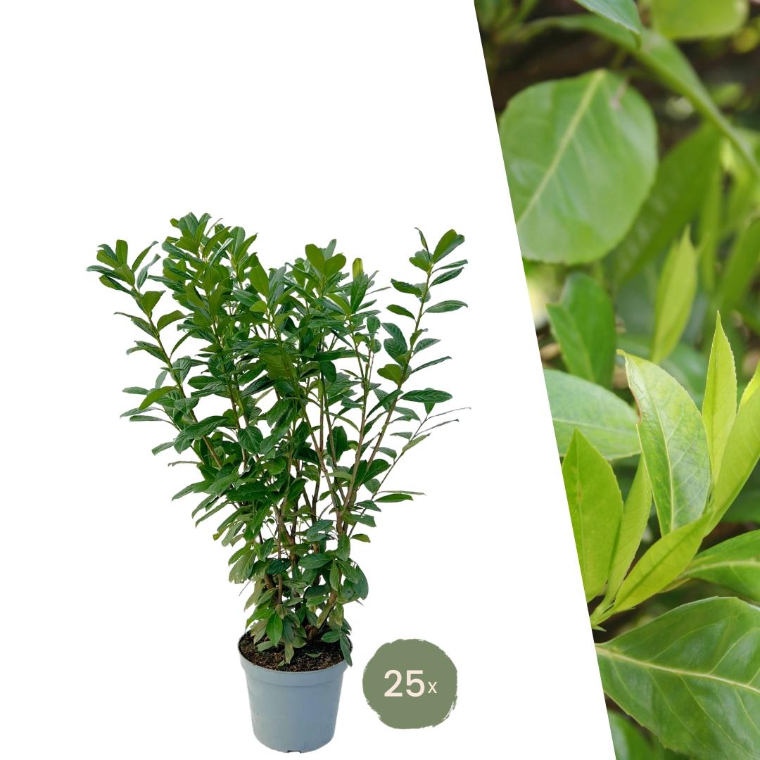 Große Kirschlorbeerpflanzen Novita für 10 laufende Meter Hecke | - 12L - 25 x | ↨ 100-125 cm