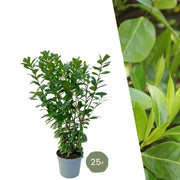 Große Kirschlorbeerpflanzen Novita für 10 laufende Meter Hecke | - 12L - 25 x | ↨ 100-125 cm