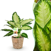 Diefenbachia Camilla - Weinig onderhoud - met mand - Groen - 1 Plant - Pot 17cm - Hoogte 45-50cm