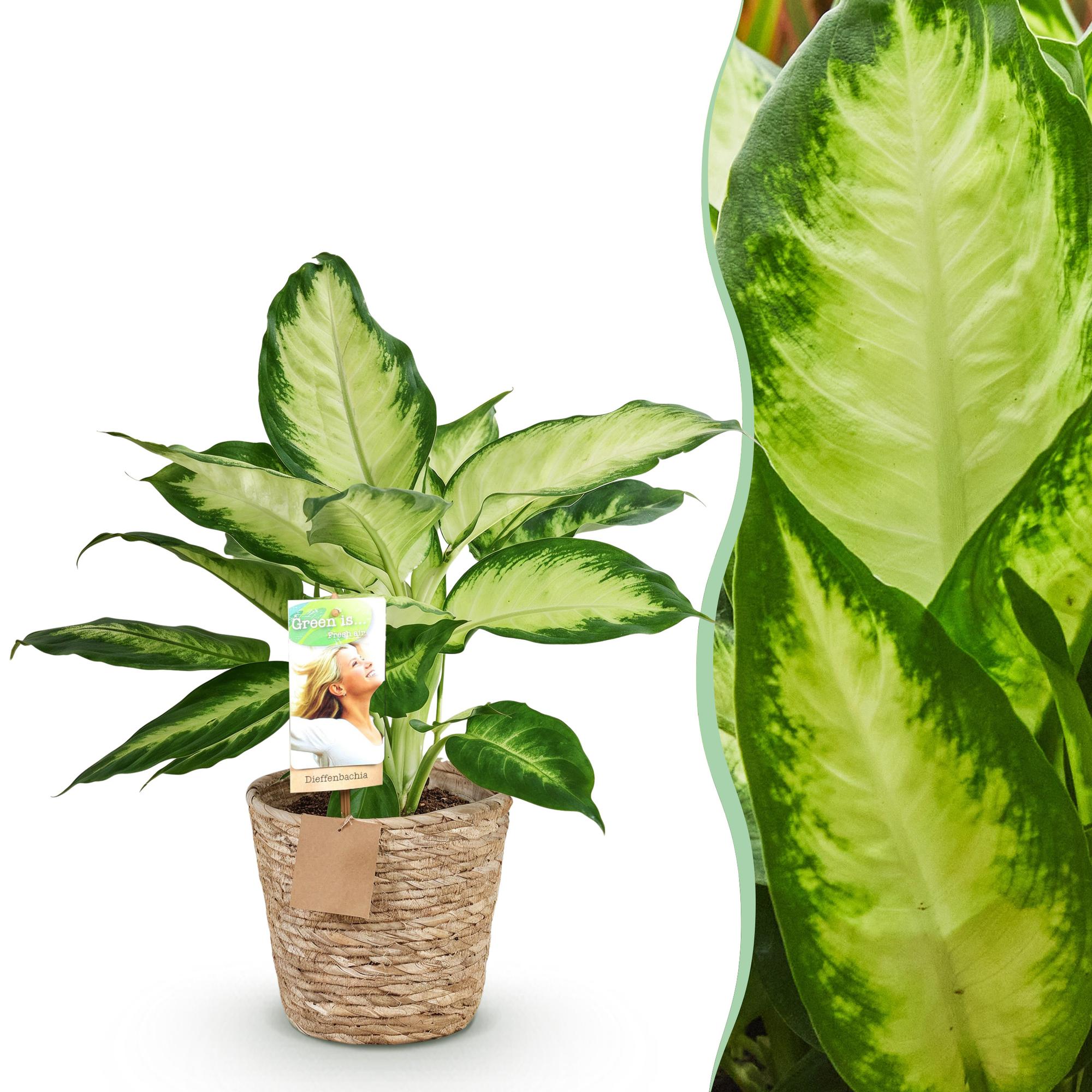 Diefenbachia Camilla - Weinig onderhoud - met mand - Groen - 1 Plant - Pot 17cm - Hoogte 45-50cm