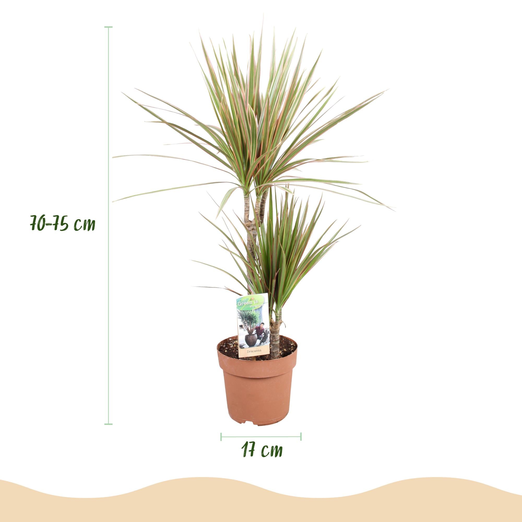 Dracaena Marginata Bicolor - Drakenbloedboom - Weinig onderhoud - Groen - 2 Planten - Pot 17cm - Hoogte 70-75cm