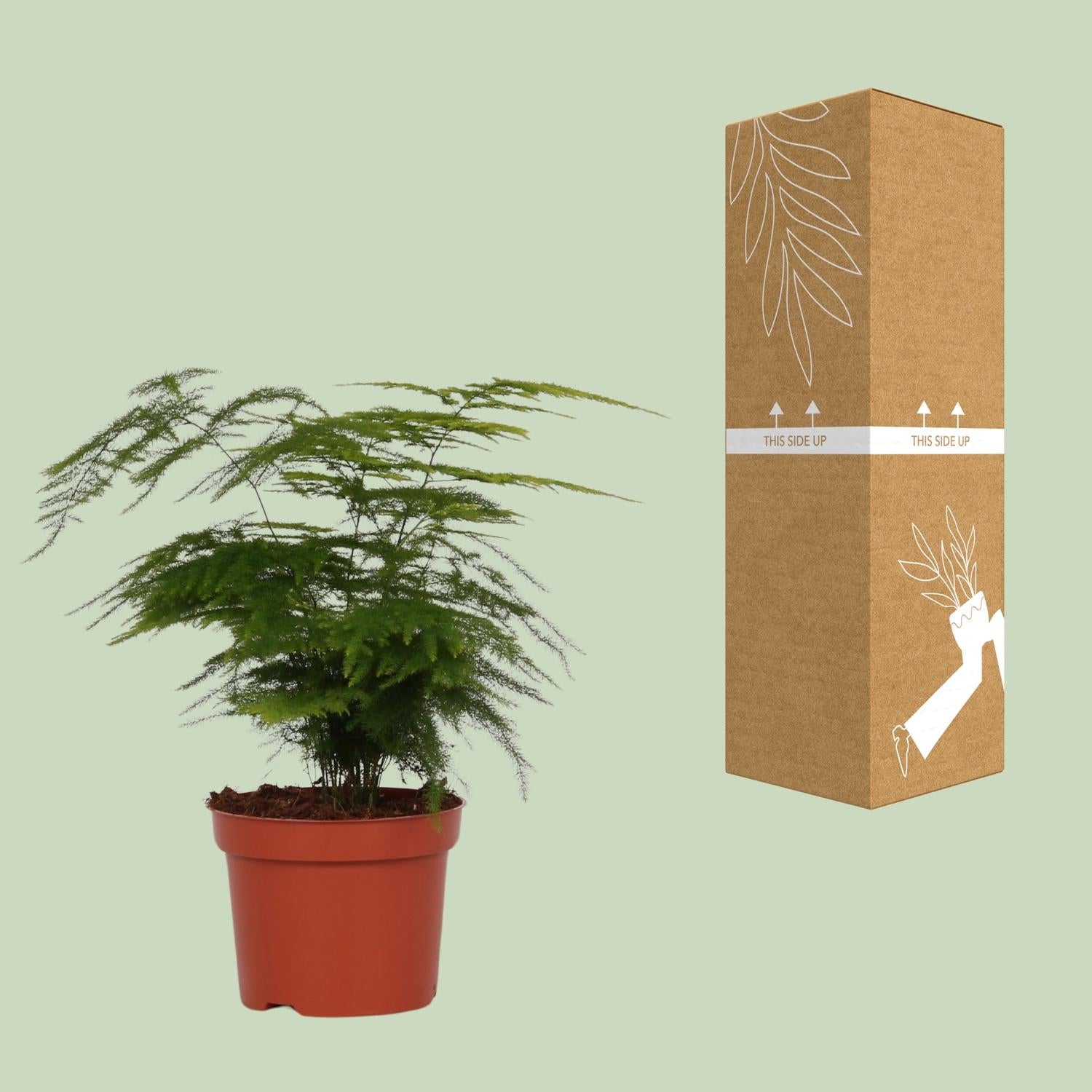 Spargel Setaceus - Ø12cm - ↕35cm