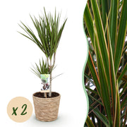 Dracaena Marginata - Drakenbloedboom - Weinig onderhoud - met mand - Groen - 2 Planten - Pot 17cm - Hoogte 70-80cm