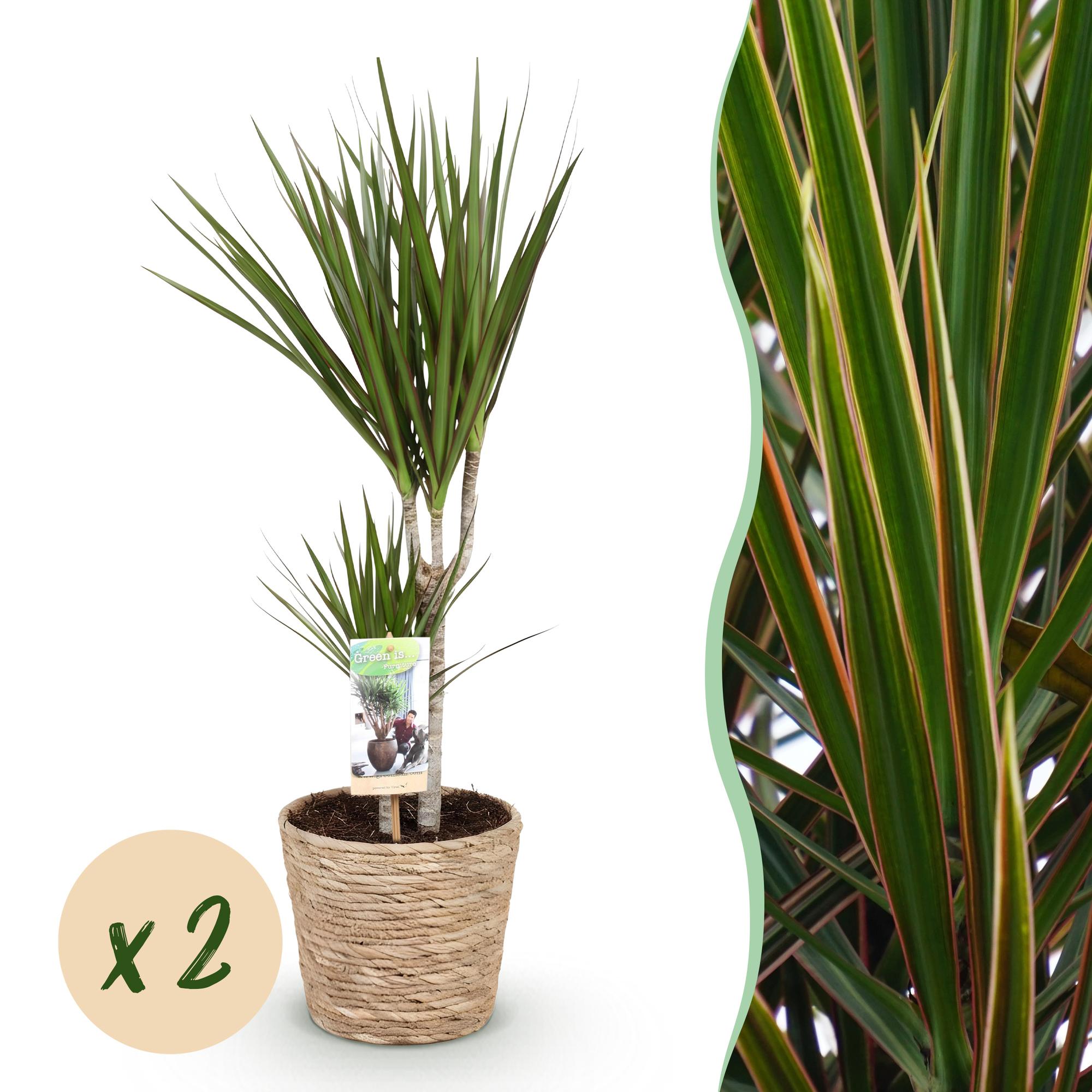Dracaena Marginata - Drakenbloedboom - Weinig onderhoud - met mand - Groen - 2 Planten - Pot 17cm - Hoogte 70-80cm