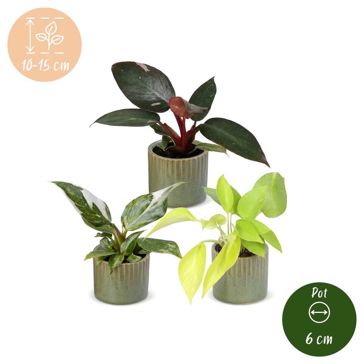Baby Philodendron Tricolour 3x - Wit - Roze - Geel - Groen - Tropisch - incl. Linnea Olive - Ø6cm - ↕10-15cm