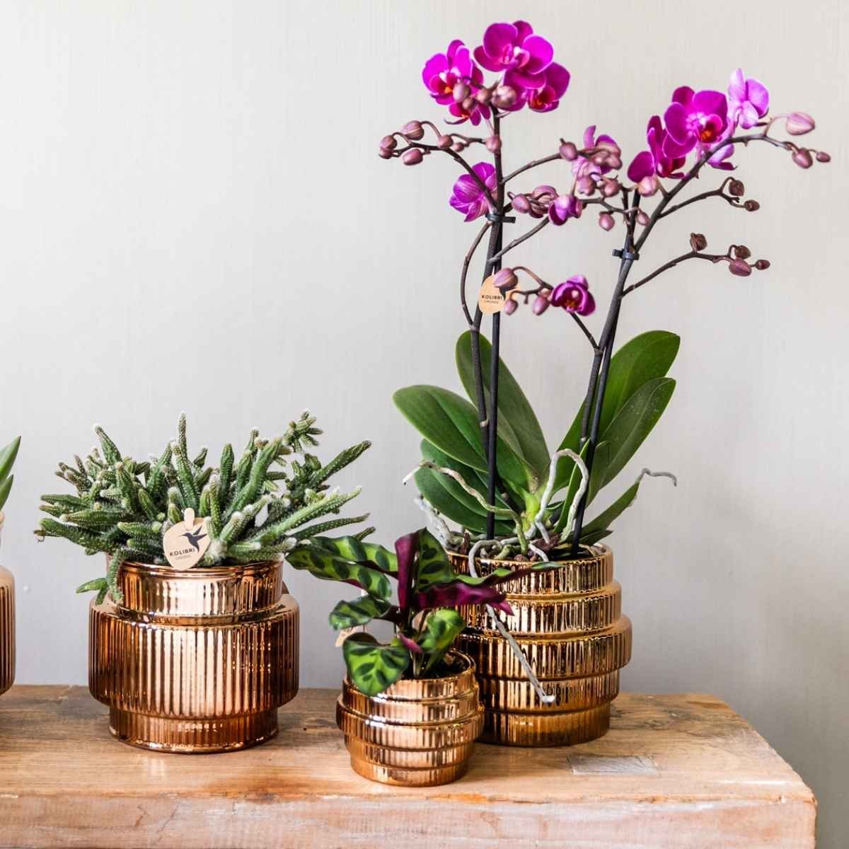 Kolibri Home | Allure Empire Shiny sierpot - Brons - Ø9cm