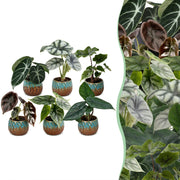 Baby Alocasia Familie 6x- Rood - Groen - Zwart - Zilver - Grijs - Tropisch - incl. Copper Reef - Ø6cm - ↕12cm