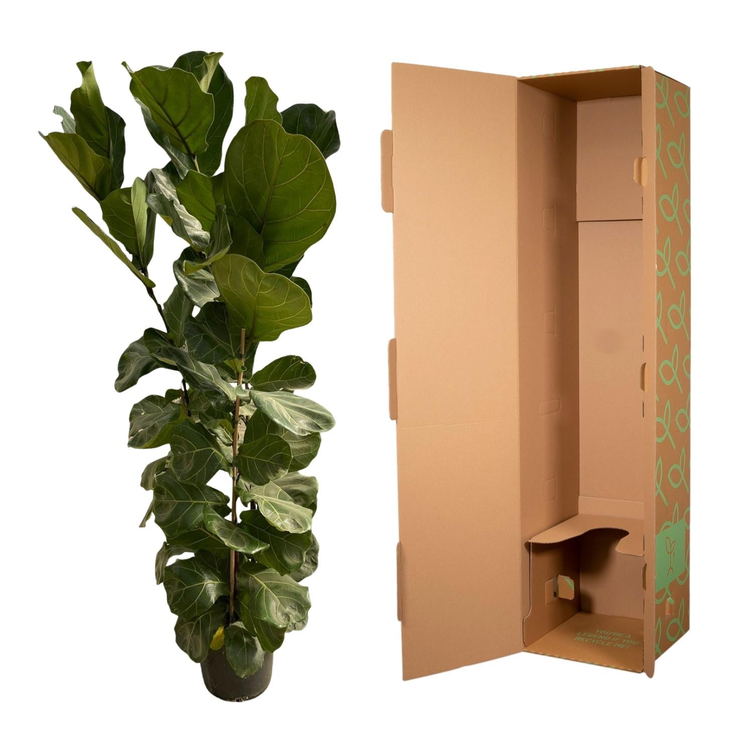 Ficus Lyrata struik - 180 cm - Ø30-35