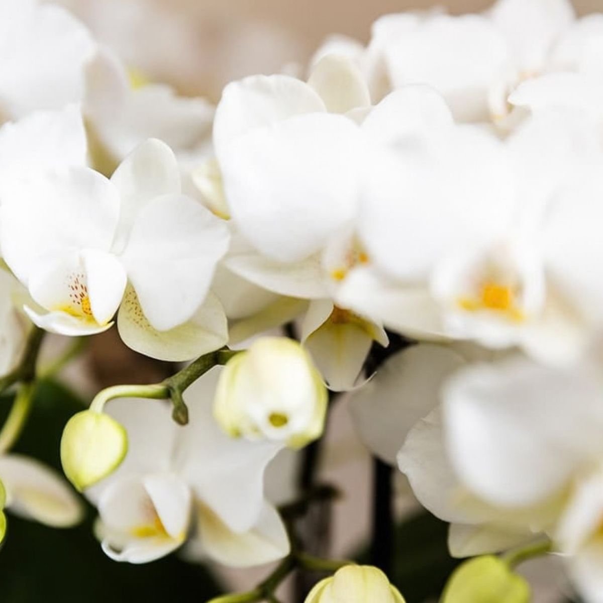 Kolibri Orchids | Combi Deal - 4 Witte Phalaenopsis Orchideeën Blossom Zurich - Ø9 cm