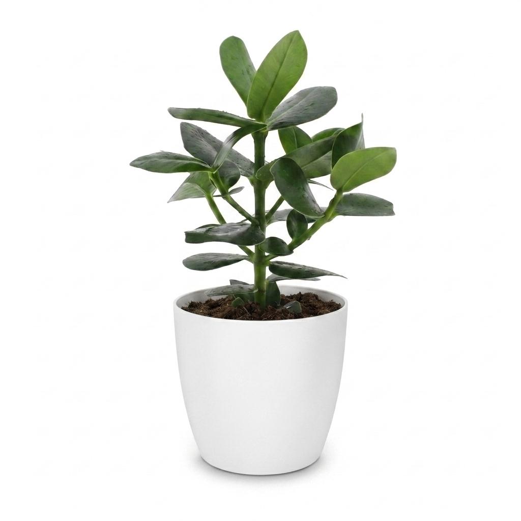 Clusia Princess - met Potter Wit - Pot 12cm - Hoogte - 40cm