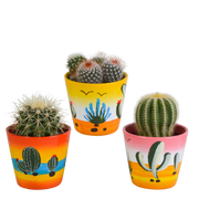 Mix di cactus a sfera 8,5 cm | 3 pezzi - in vaso messicano