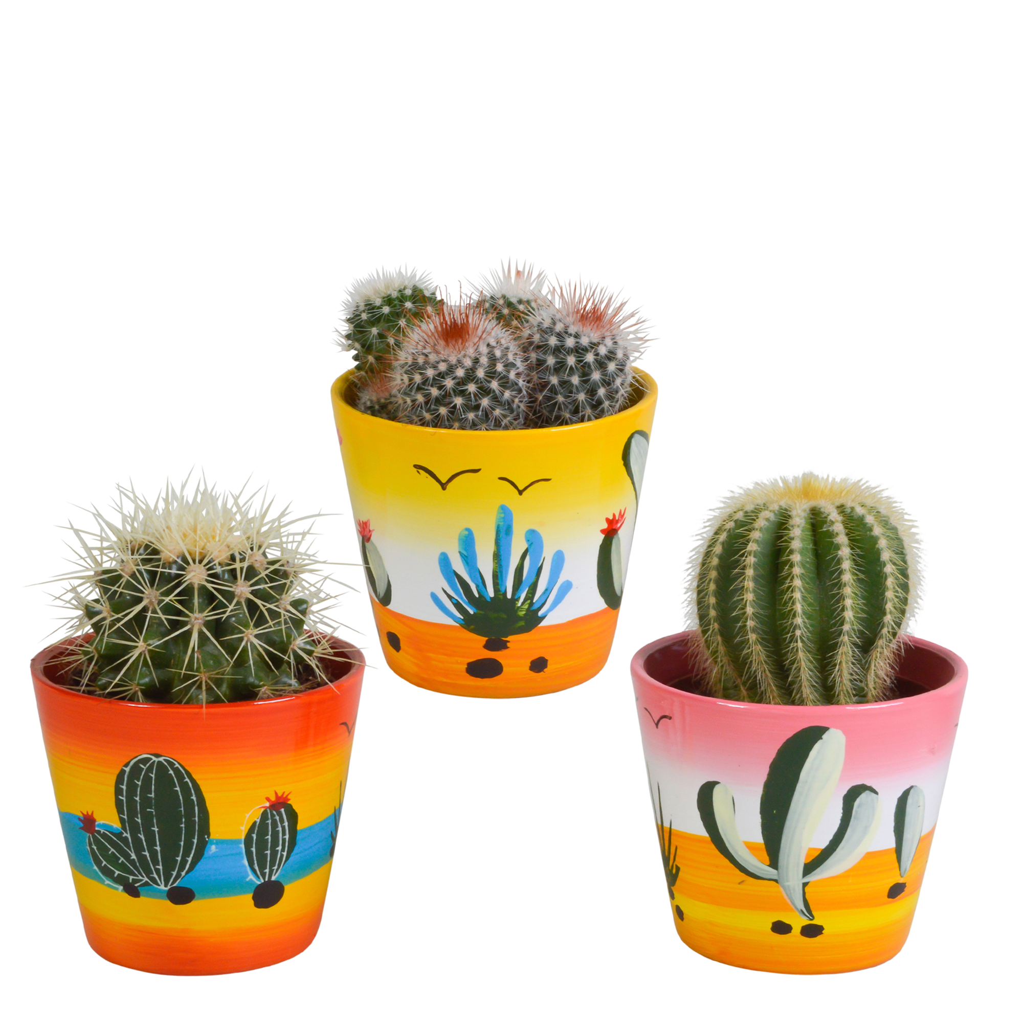Mix di cactus a sfera 8,5 cm | 3 pezzi - in vaso messicano