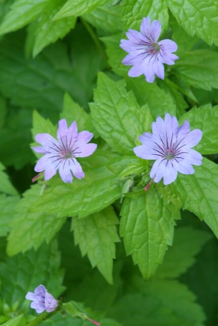 24x Geranium nodosum - ↕10-25cm - Ø9cm