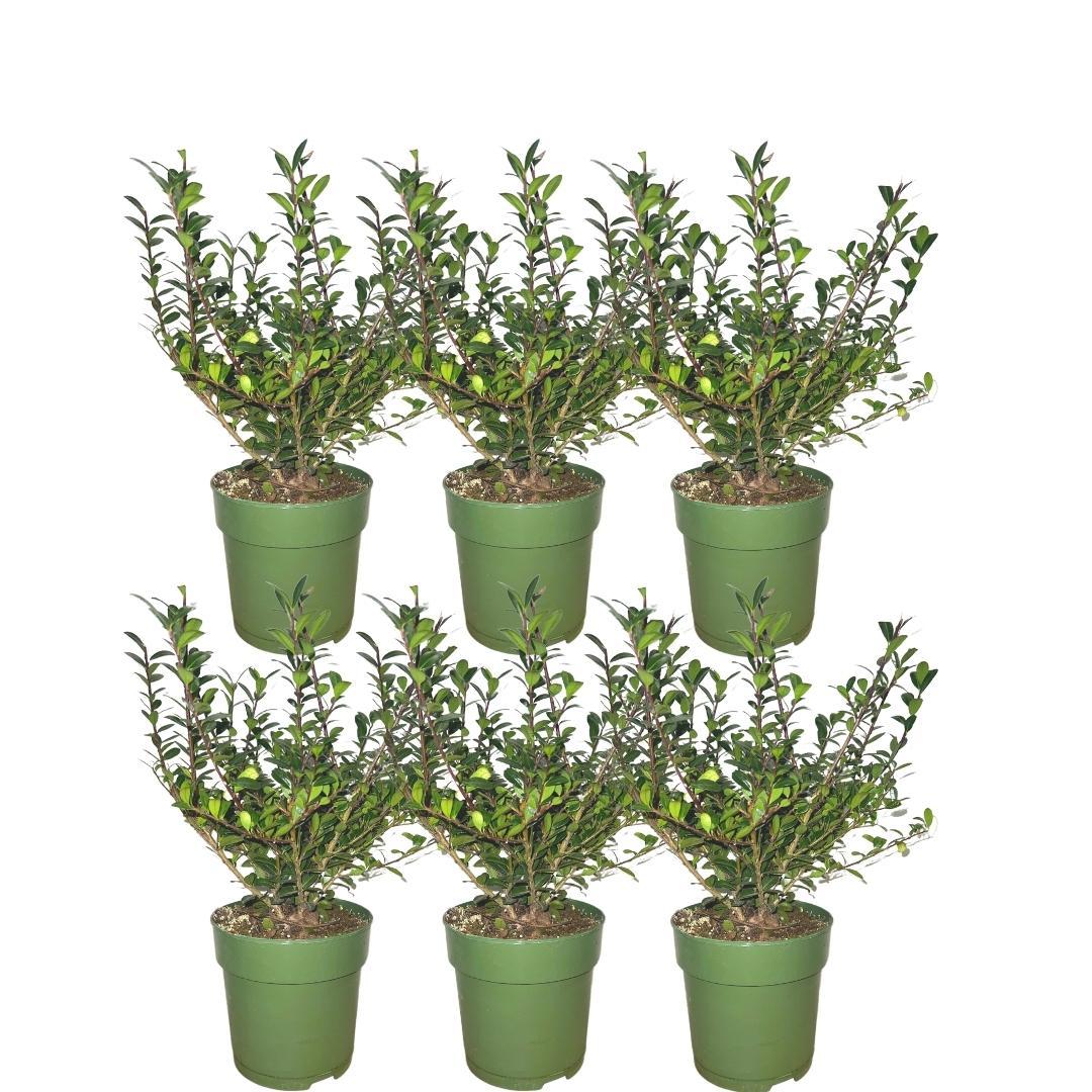 Hulst haag - Ilex crenata 'Jenny'® 1 meter - Set van 6 winterharde haagplanten - Groenblijvende haag - Vers van de kwekerij geleverd