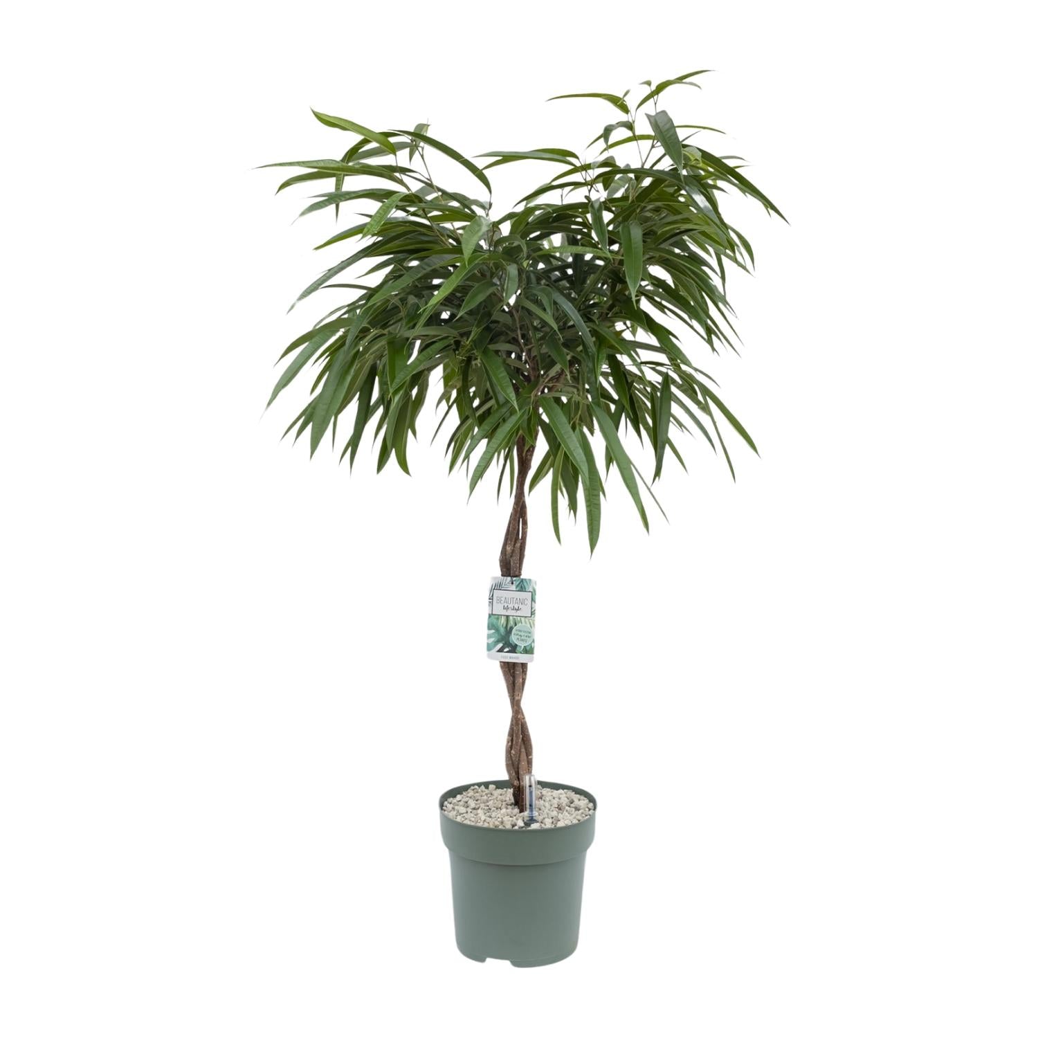 Ficus Mahori – Ø27cm – ↕120cm