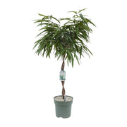 Ficus Mahori – Ø27cm – ↕120cm