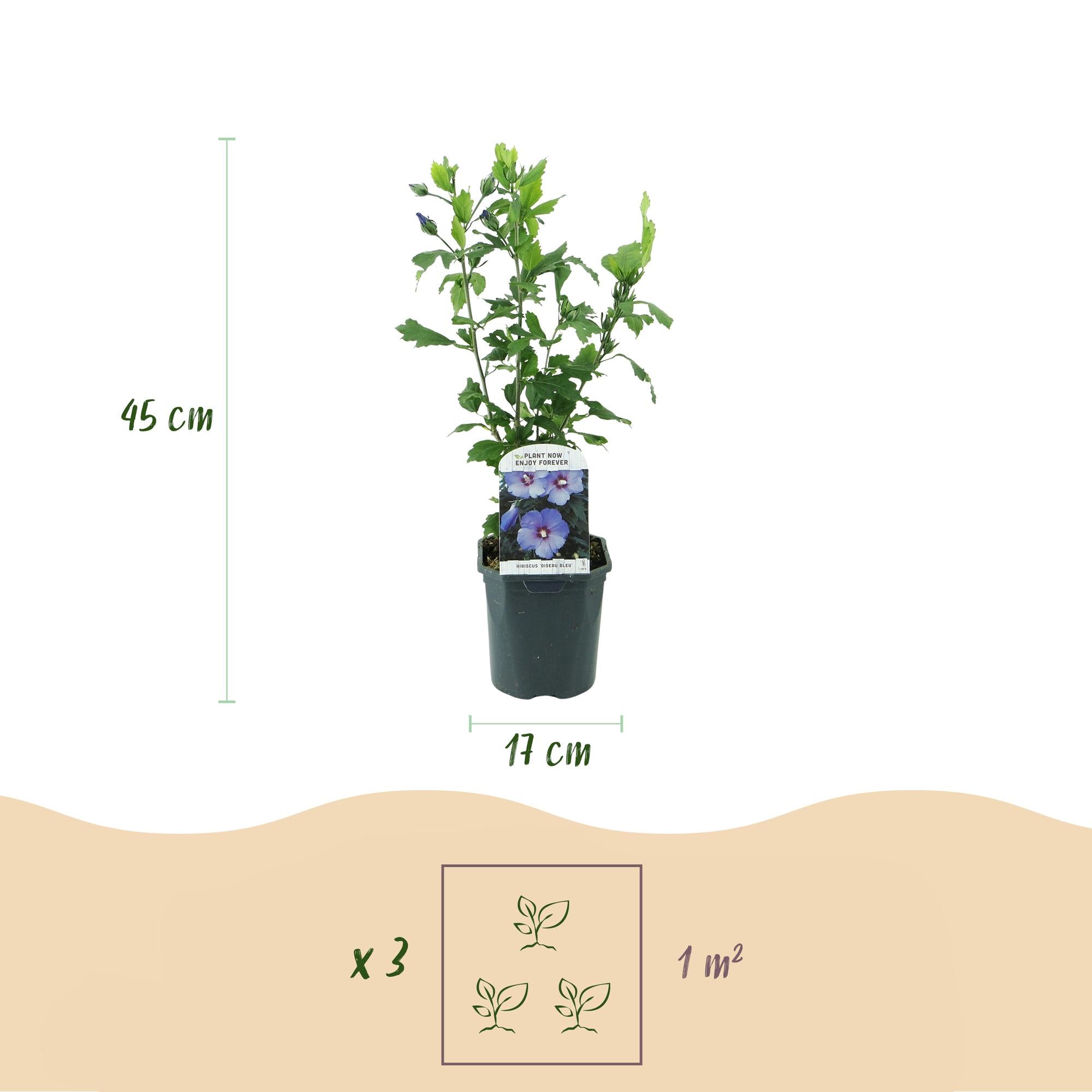 Green boutiQ – Sträucher – Hibiscus syriacus 'Oiseau Blue' – Blaue Blüte – 1 Pflanze – Laubabwerfend – Pflegeleicht – Topf: 17 cm, Höhe: 45 cm