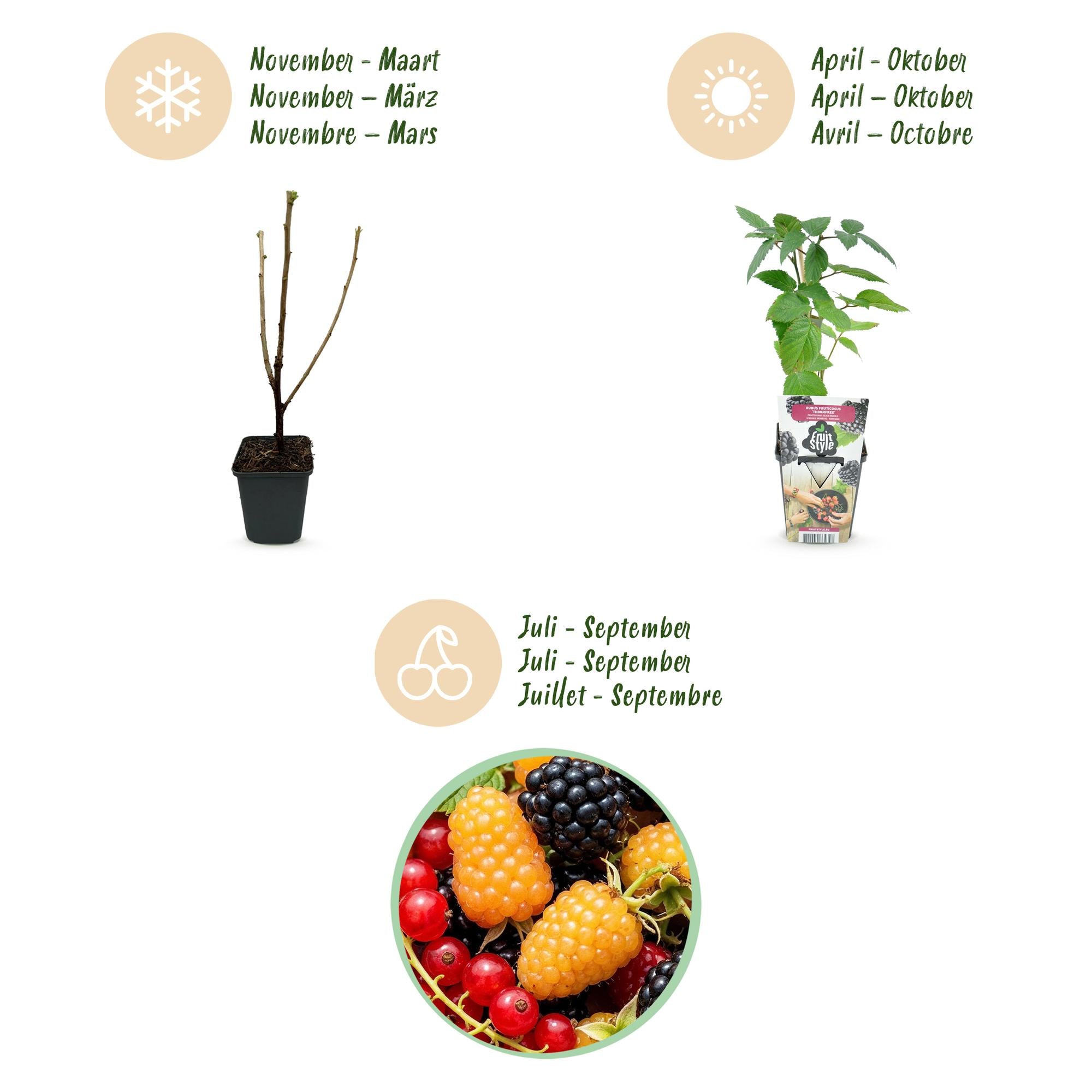 Tricolour - Rode Bes - Gele Framboos - Zwarte Braam  - Winterhard - 6 Planten - Pot  9cm