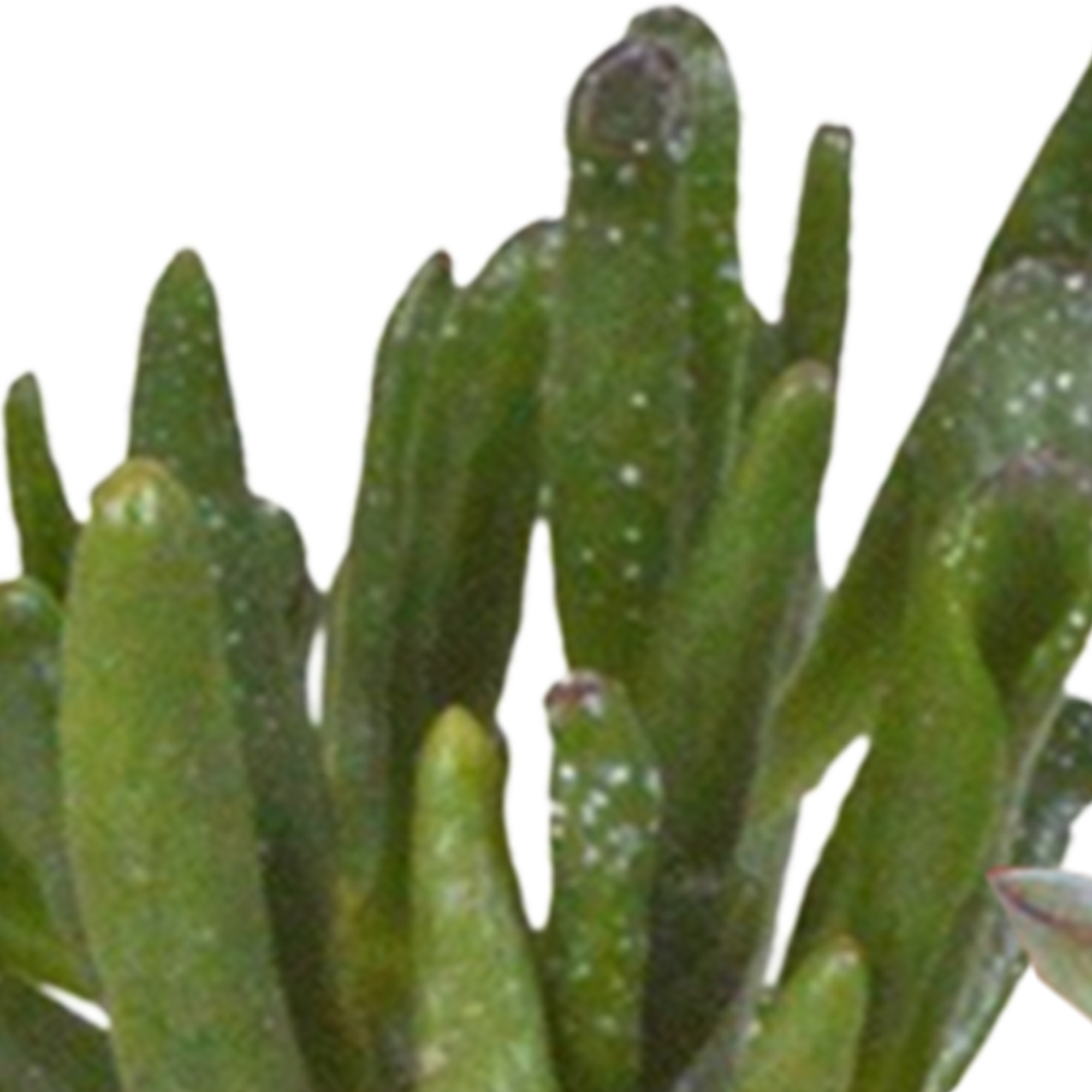 Cactus and succulent mix 5.5 cm | 15 pieces - in white pot
