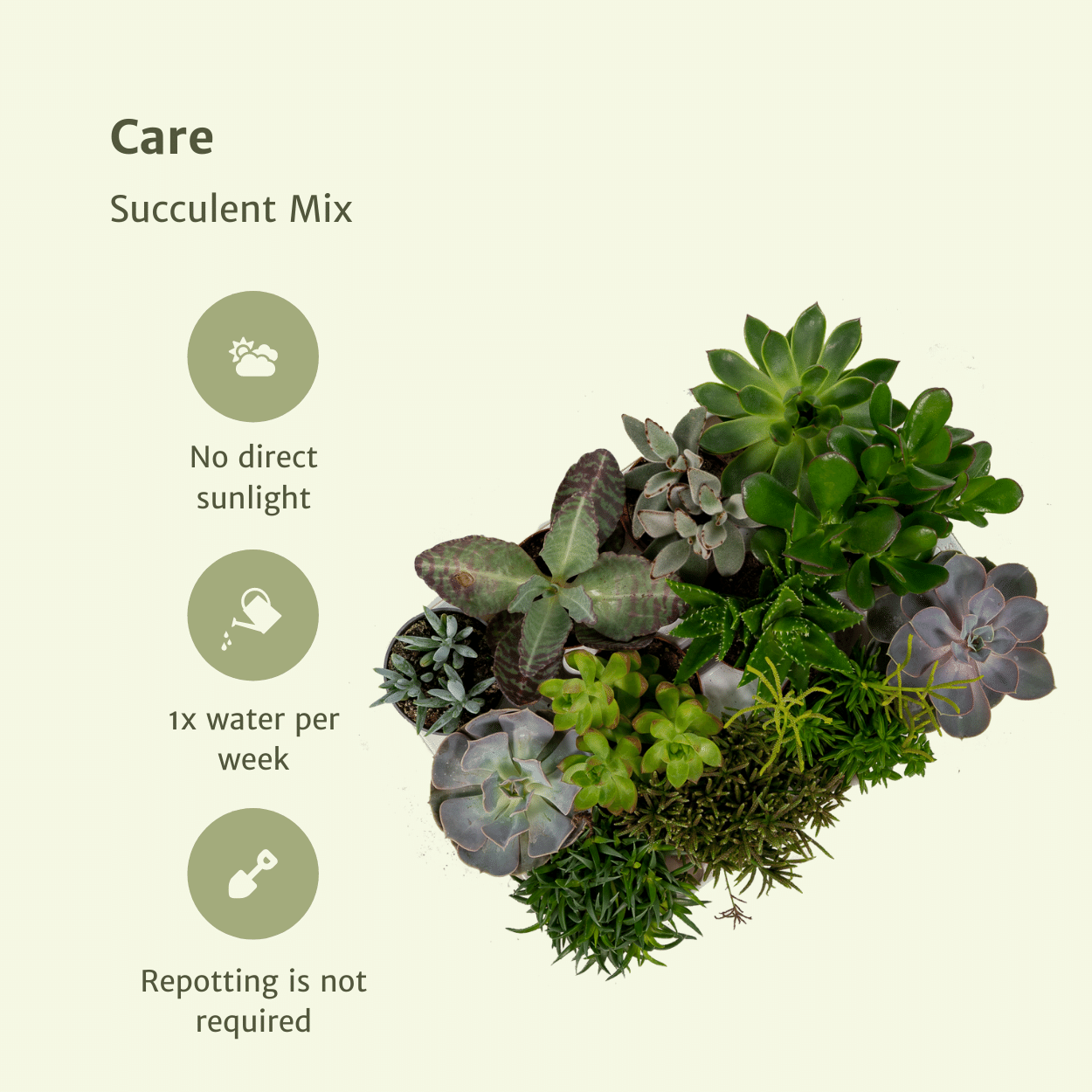 Everspring - Succulent Mix - 10 cm - Ø8.5 - 18