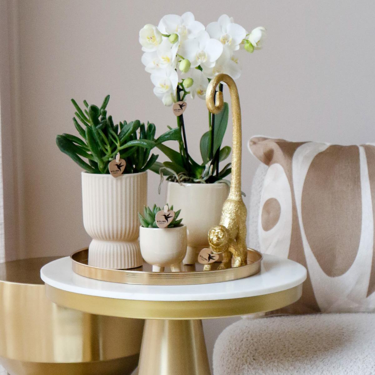 Kolibri Orchids | OFERTA COMBINADA de 4 orquídeas Phalaenopsis blancas - Amabilis - maceta de 9 cm de diámetro | planta de interior con flor - recién cultivada