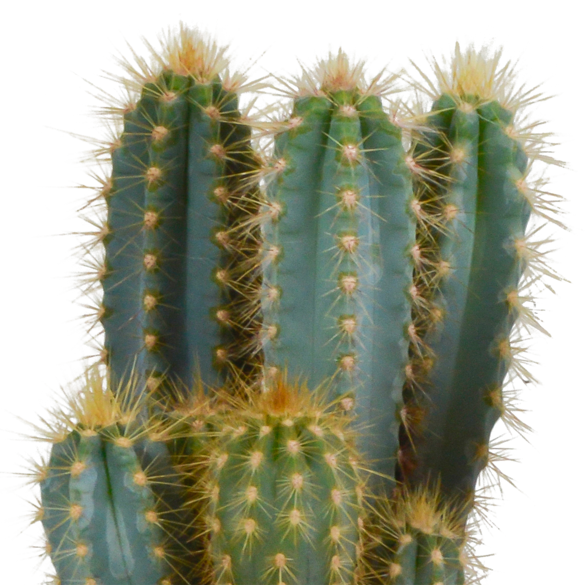 Pilosocereus azureus - - - 12cm