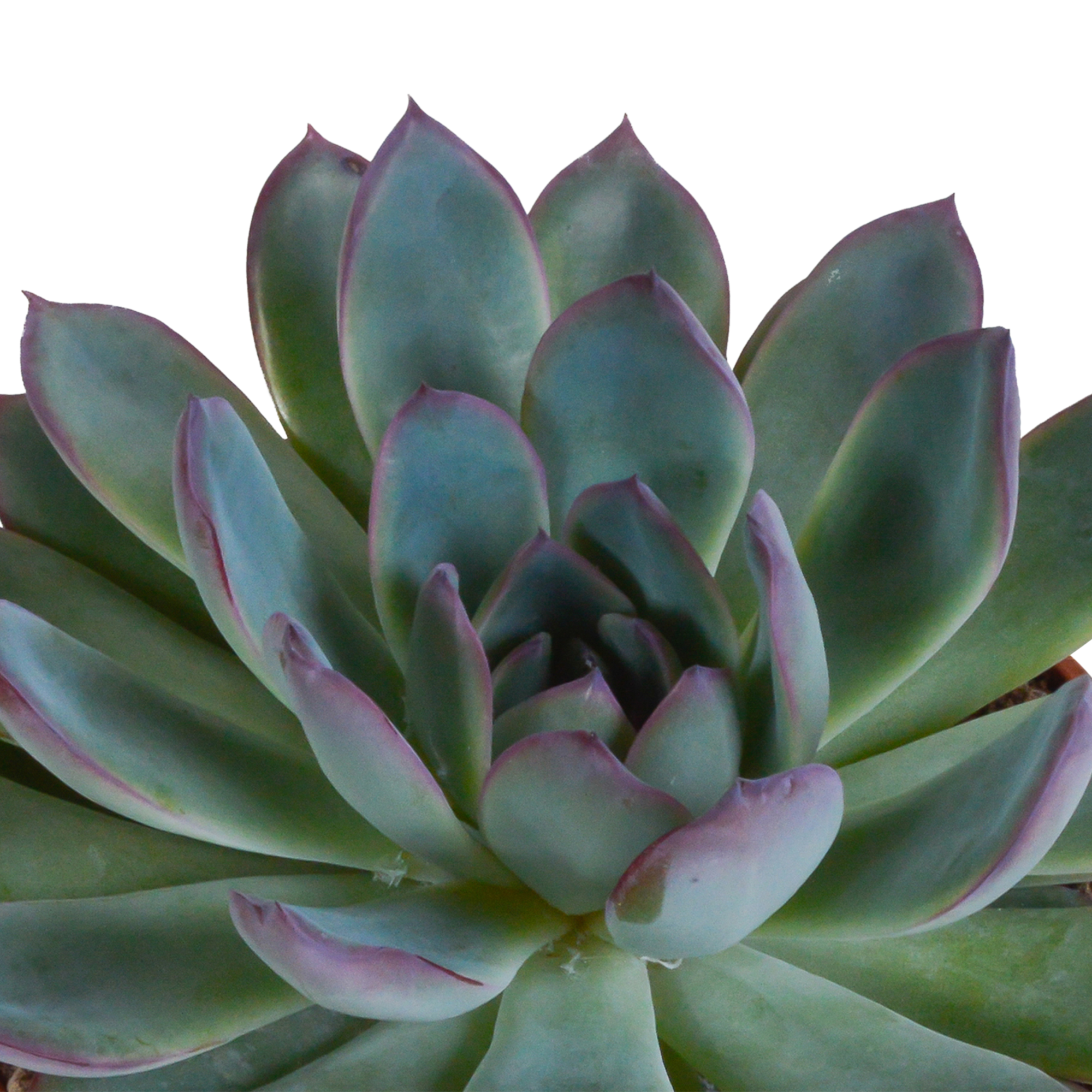 Echeveria-Mix 10,5 cm - 3 Stück - ohne Topf