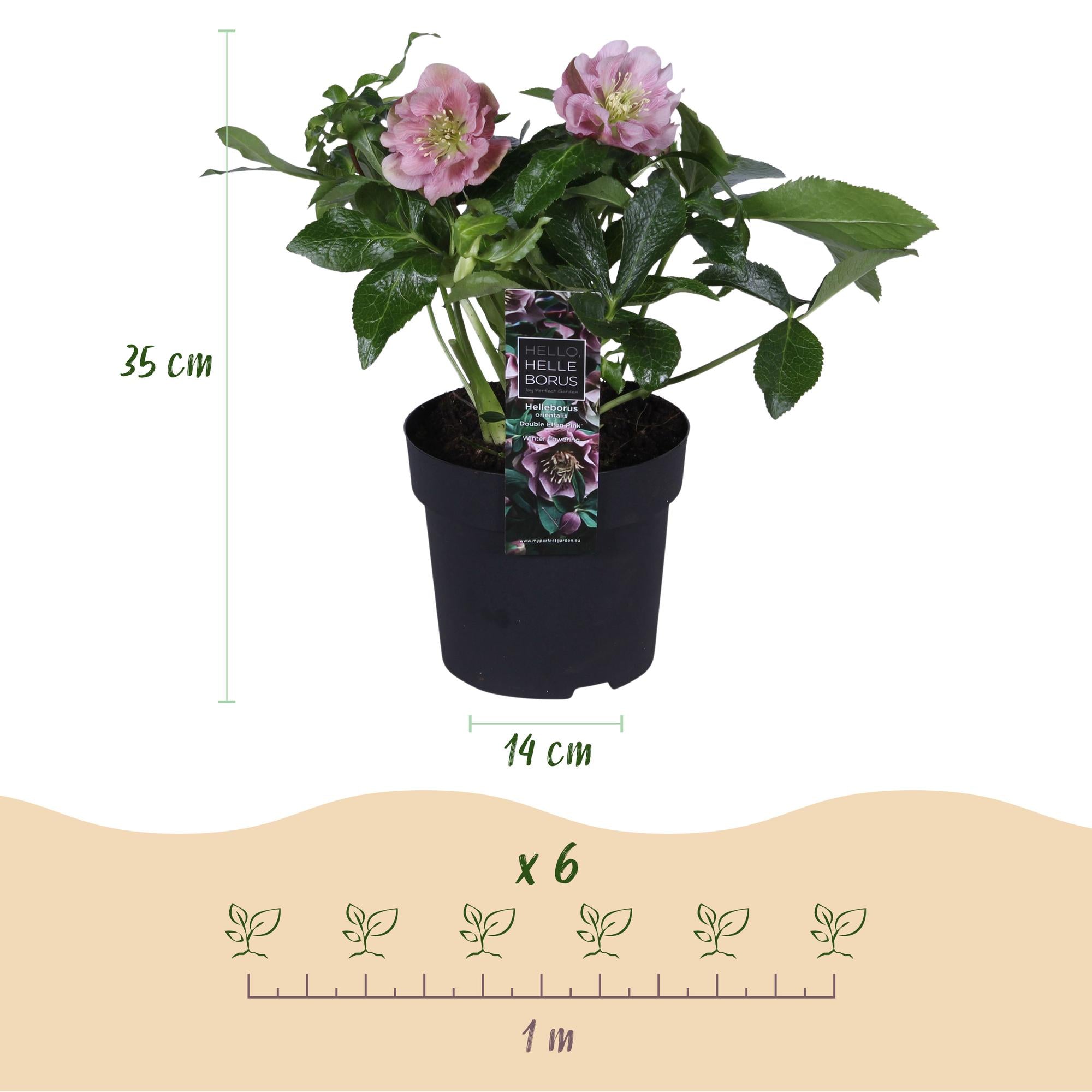 Lenten Rose - Helleborus orientalis Double Ellen Pink - Roze Bloem -1 Plant - Groenblijvend - Pot 14cm Hoogte 35cm