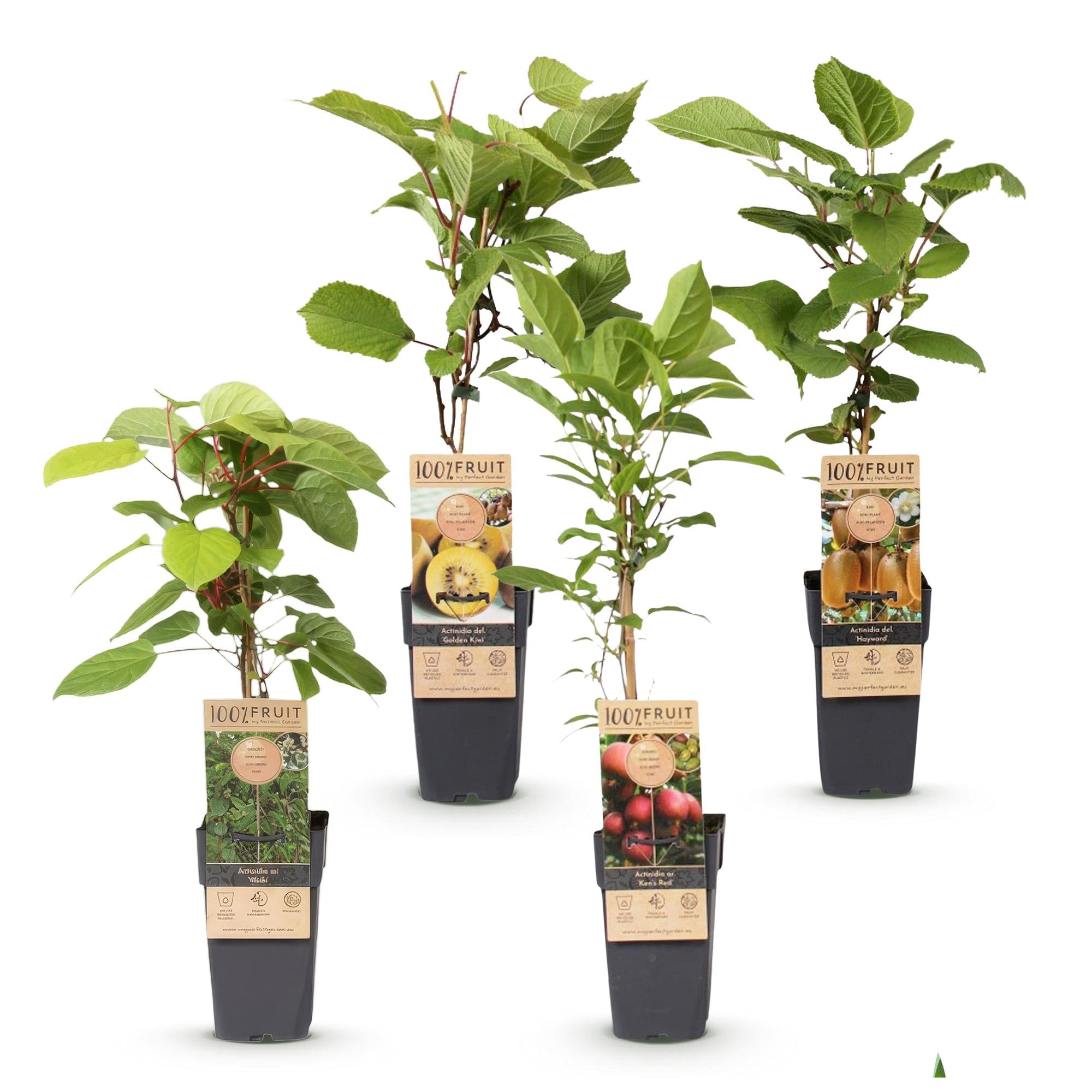 Actinidia Weiki & Hayward, Ken's Red, Golden Kiwi - Kiwiplant - 1 Mannelijke - 3 Vrouwelijke - Planten - Groen-Rood-Geel - Pot 15cm - Hoogte 50cm