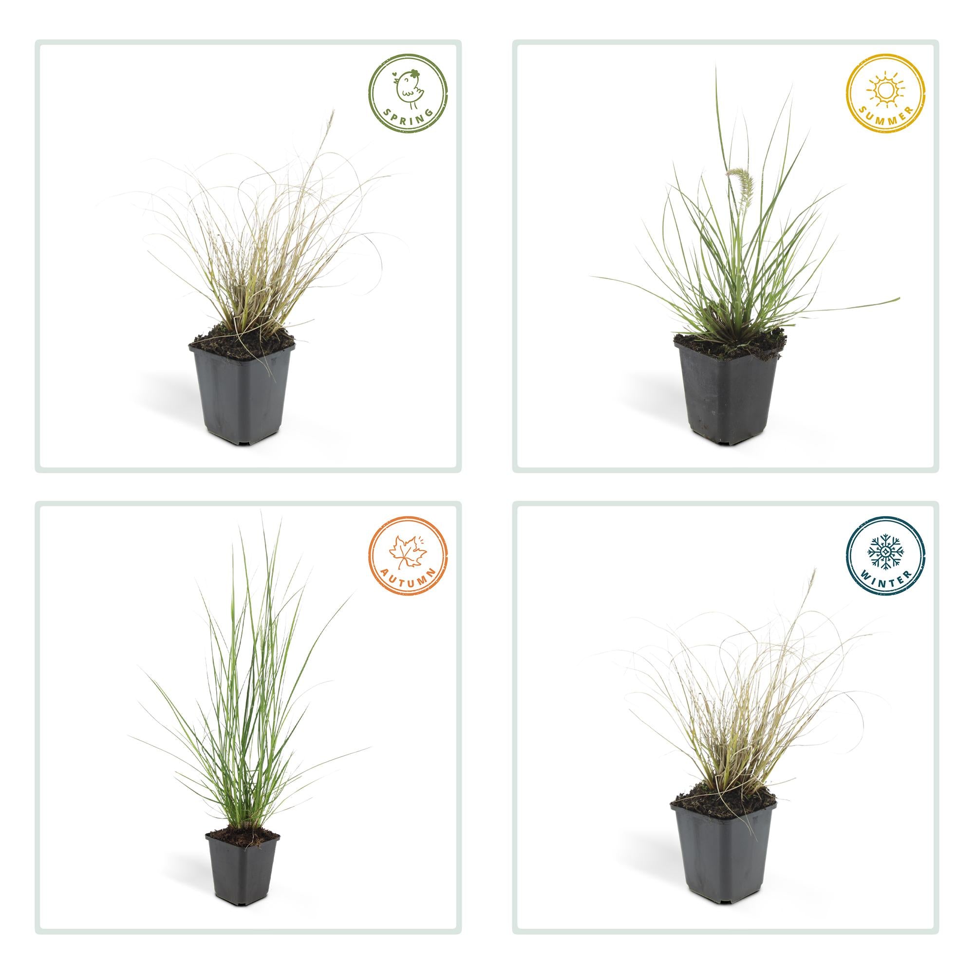 48x Pennisetum alopecuroides 'Hameln' - ↕10-25cm - Ø9cm
