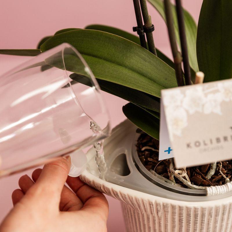 Kolibri Home | Como sierpot incl. watergeefsysteem - Ø12cm