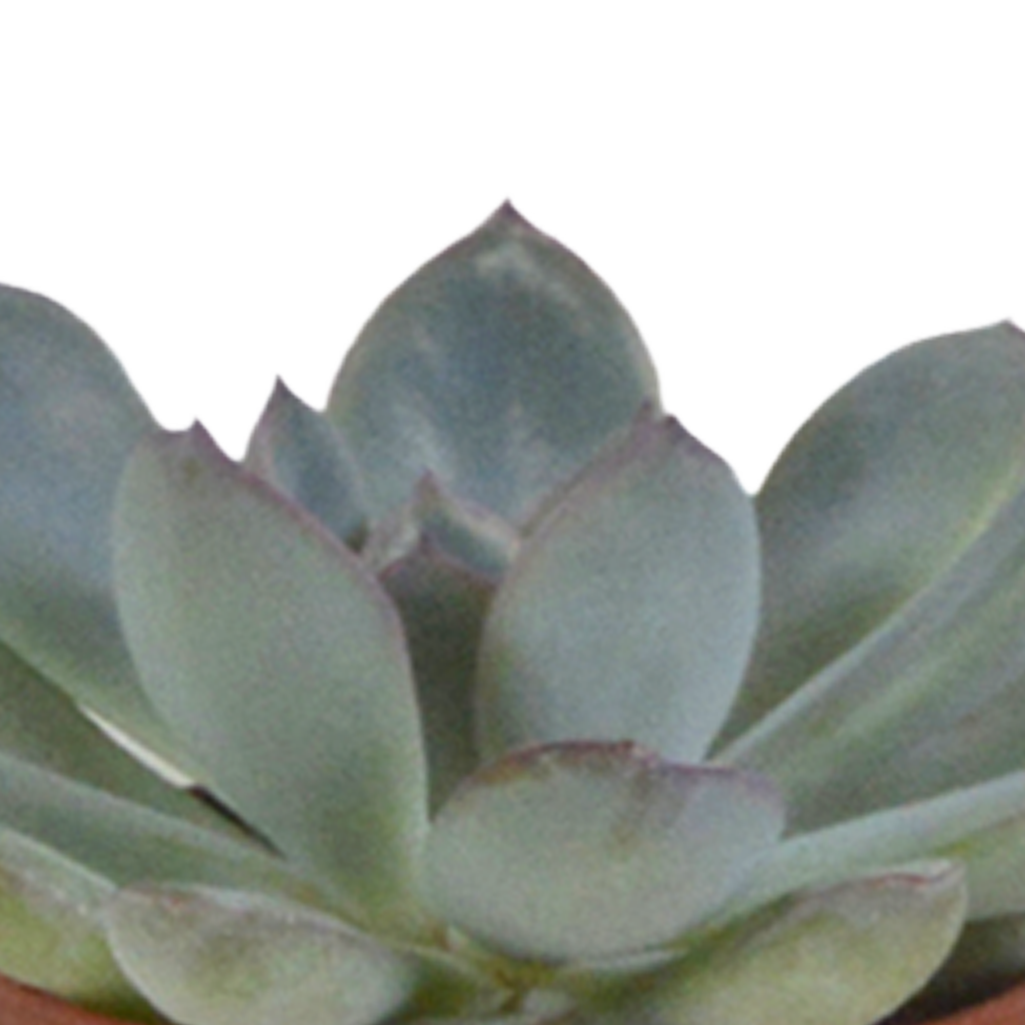 Vetplanten mix 5.5 cm - 5x - in witte pot