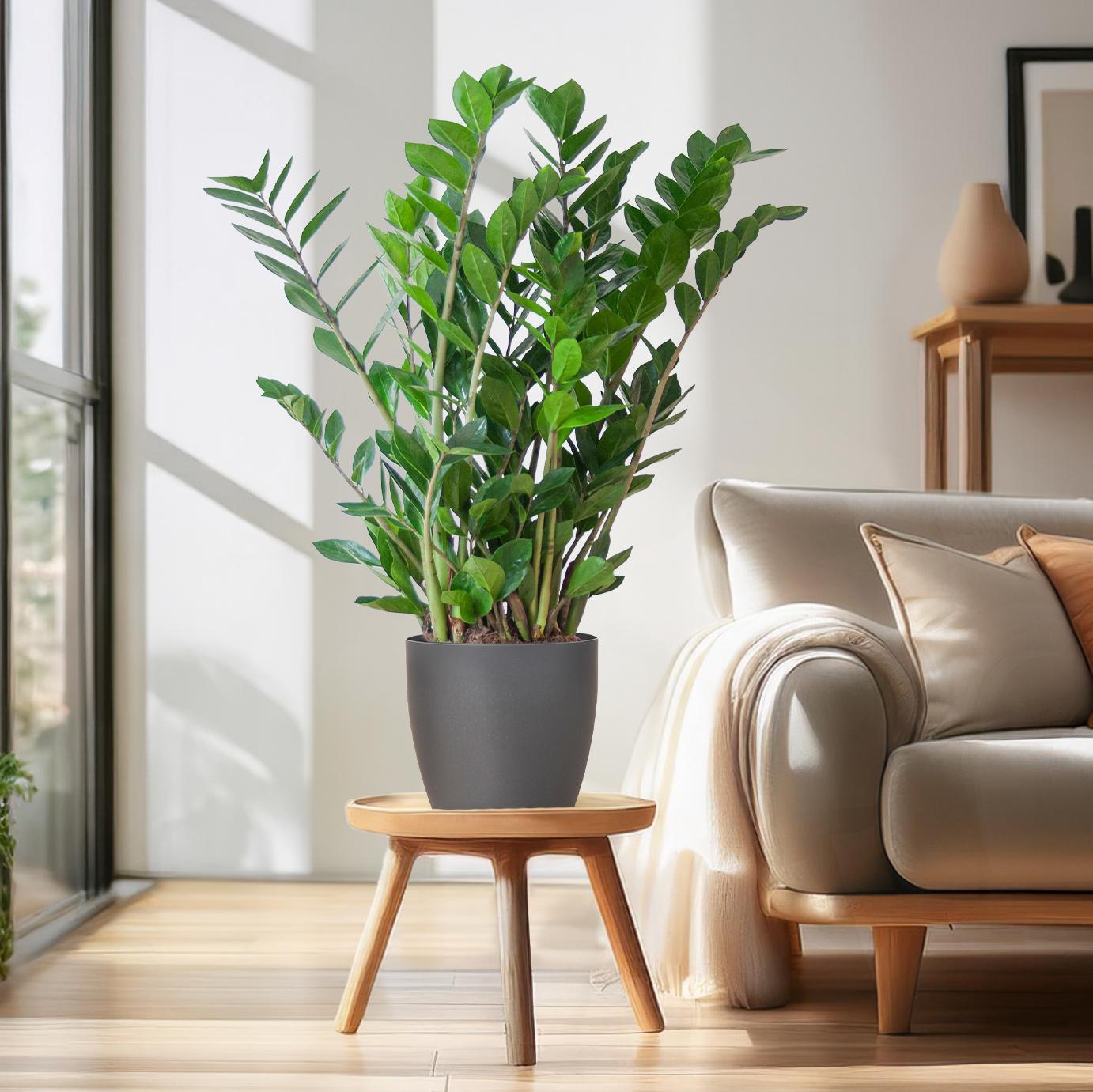 Zamioculcas Zamiifolia ZZ Plant - met Viber grijs - 80cm - Ø21