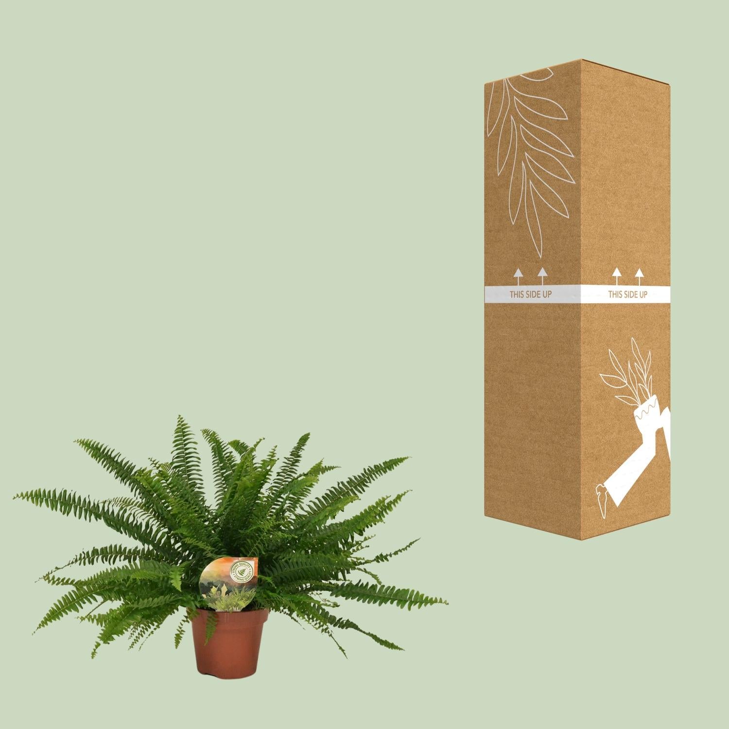 Nephrolepis Dame Verte - Ø17cm - ↕40cm