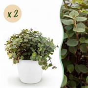 Calissia repens - Kattengras - Huisdiervriendelijk - Groen - 2 Planten - met Potter Wit - Pot 12cm - Hoogte 17-20cm