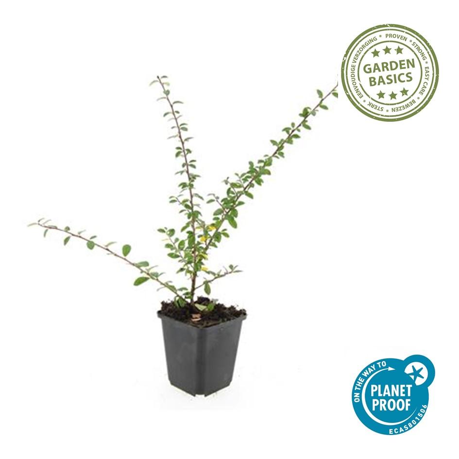 12x Cotoneaster suec. 'Coral Beauty' - ↕10-25cm - Ø9cm