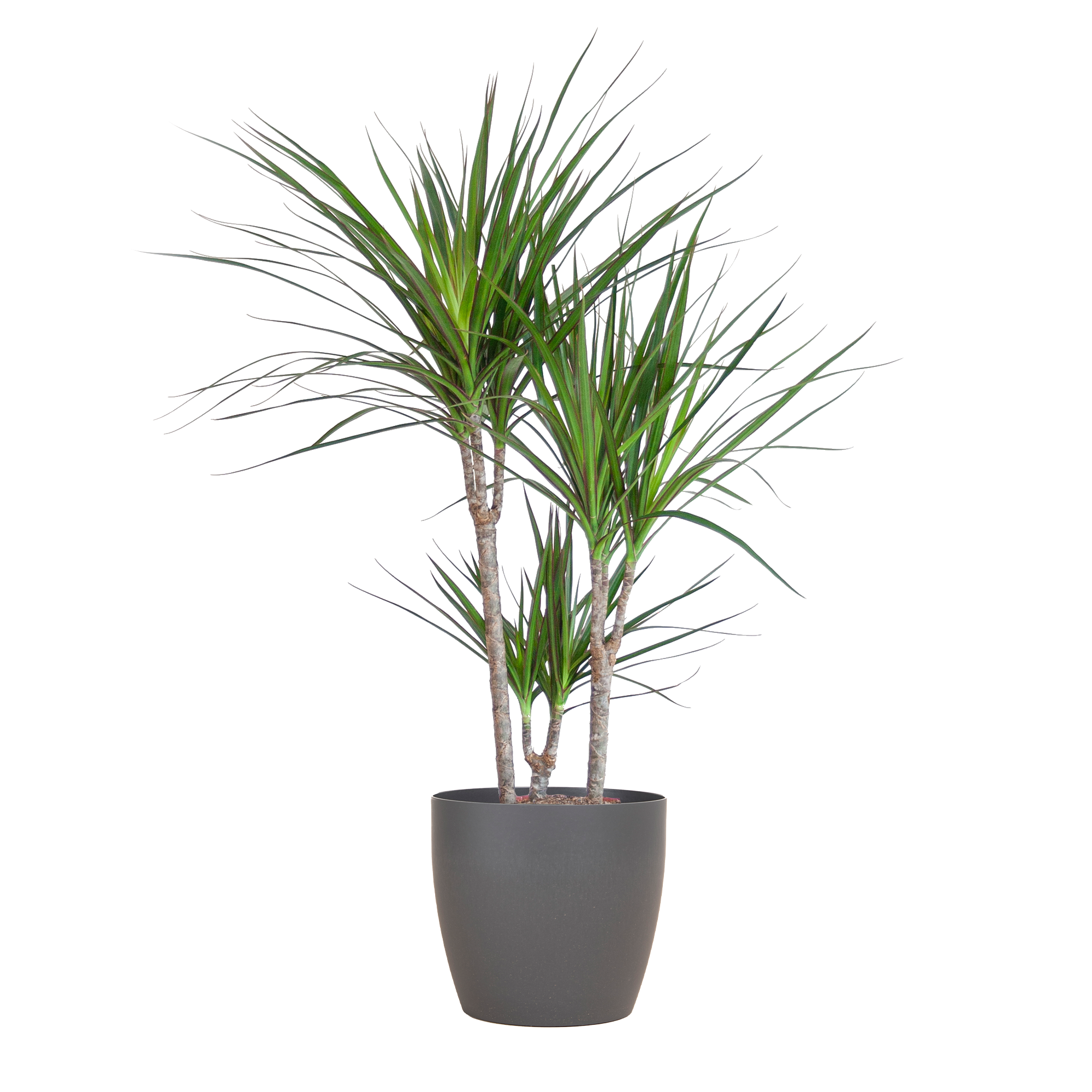 Dracaena Marginata met Viber pot grijs - 95cm - Ø21