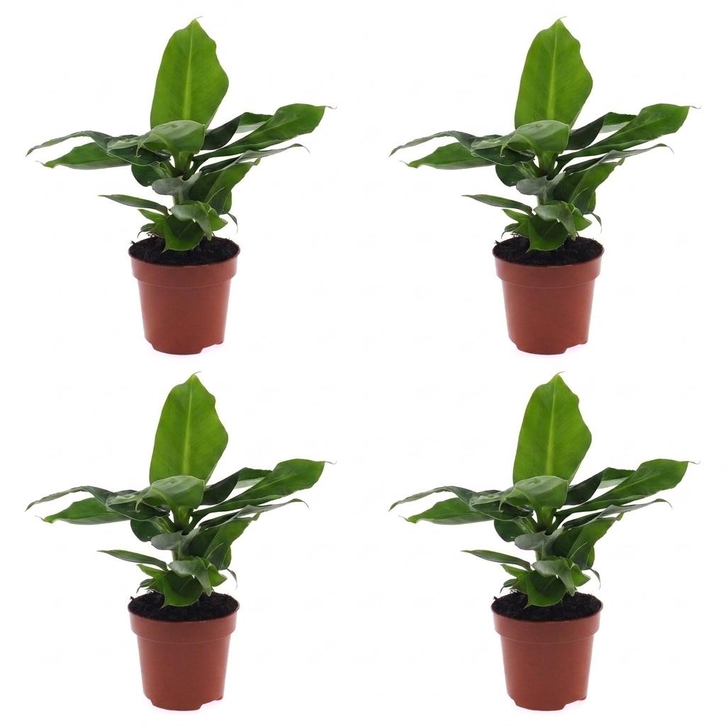 Musa Oriental Dwarf - Dwergbanaan - 4x - Pot 12cm - Hoogte - 30cm