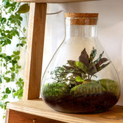 Terrarium bottle  - Model: Sammie -  Bottle Garden ↑ 26,5 cm
