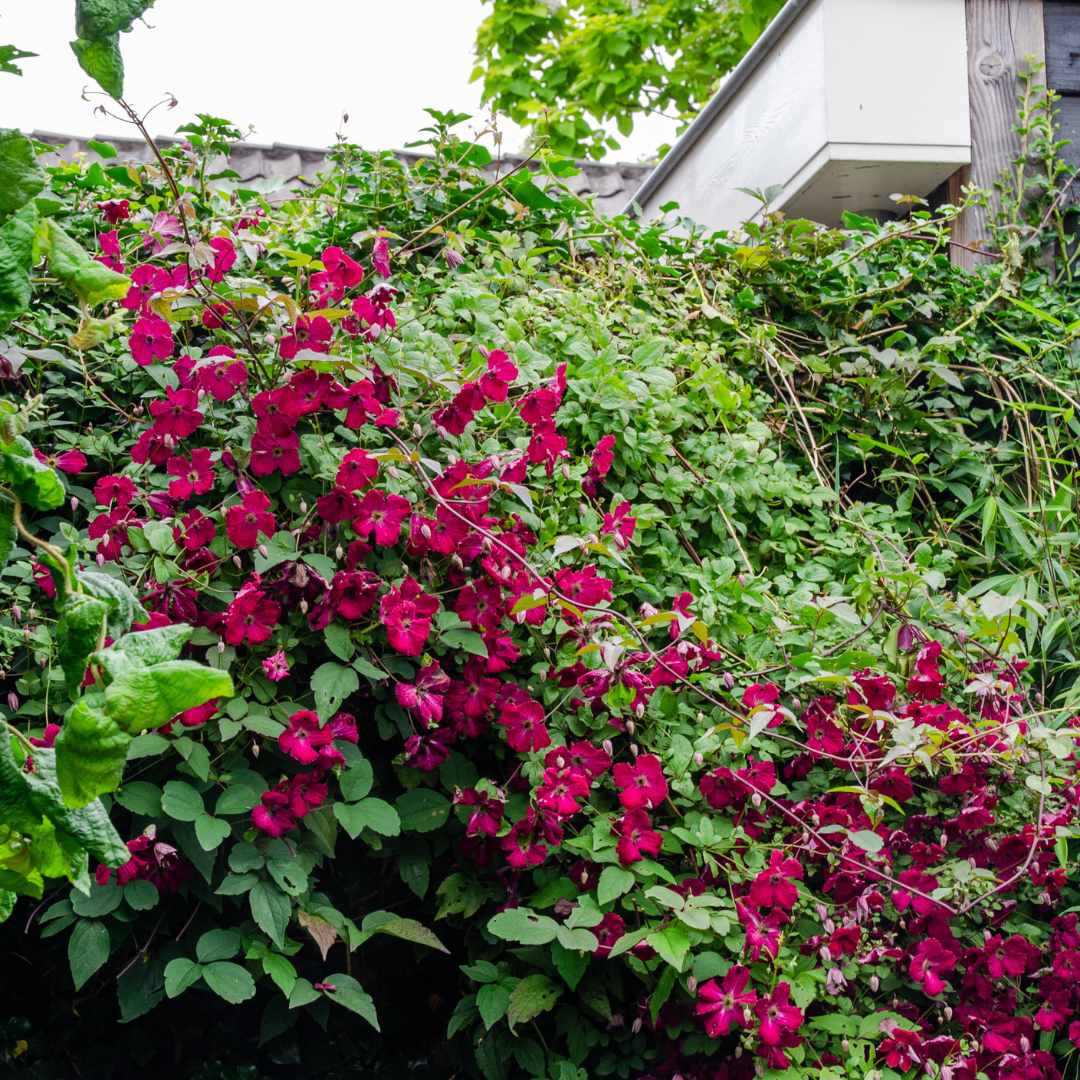 Clematide ‘Rouge Cardinal’ – vaso P9 – bellissima pianta rampicante a fioritura rossa 3x
