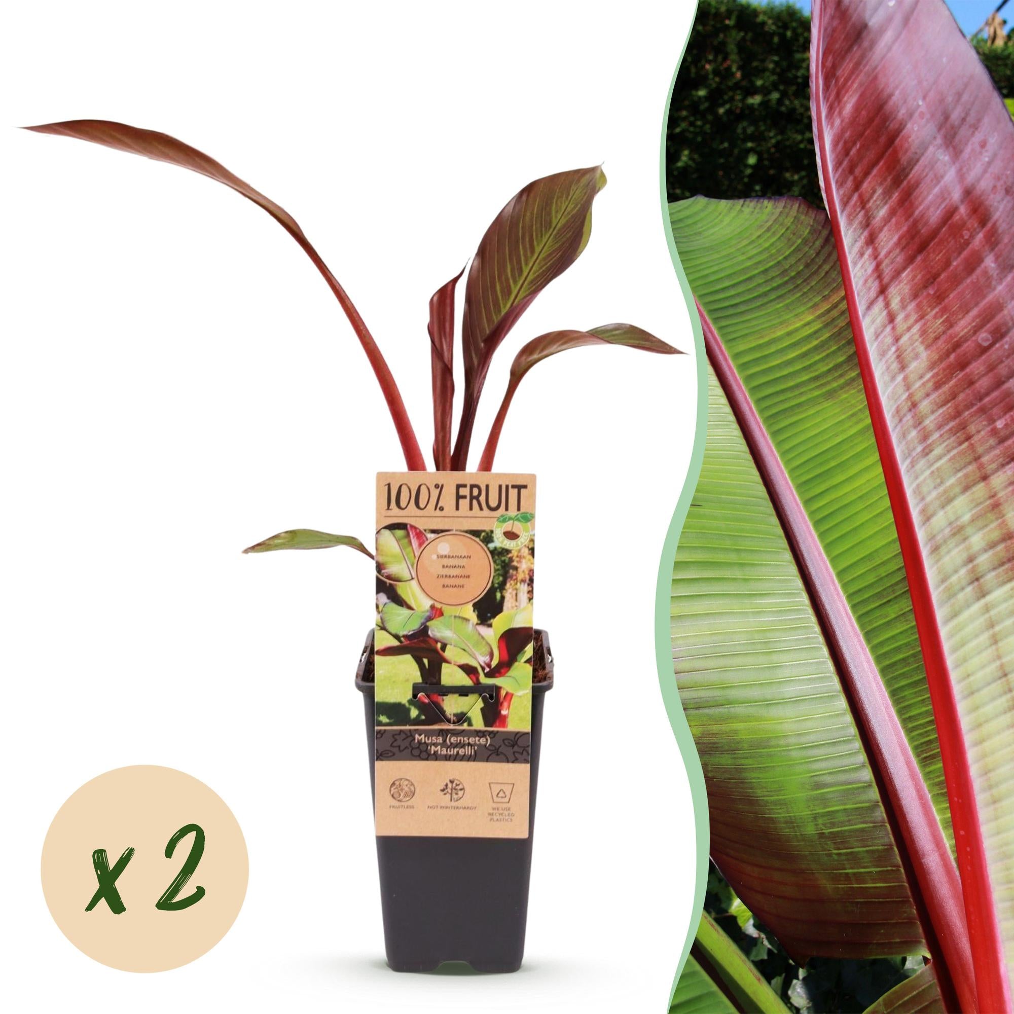 Musa ensete Maurelli - Bananenboom - Winterhard - Rood-Groen - 2 Planten - Pot 15cm - Hoogte 50cm