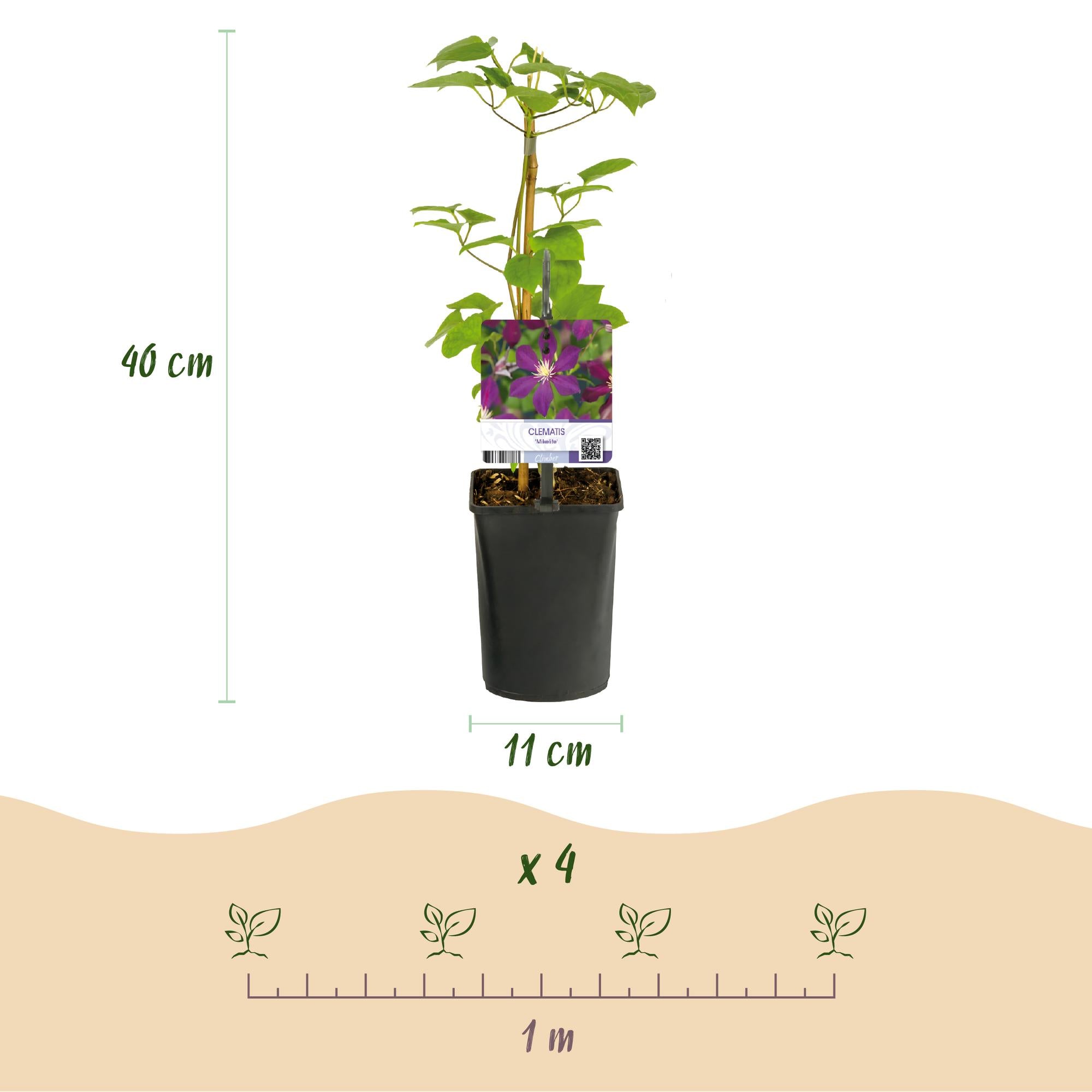 Clematis Mikelite - Bloem Paars - Weinig onderhoud -2 planten -  Pot 11cm Hoogte 40cm