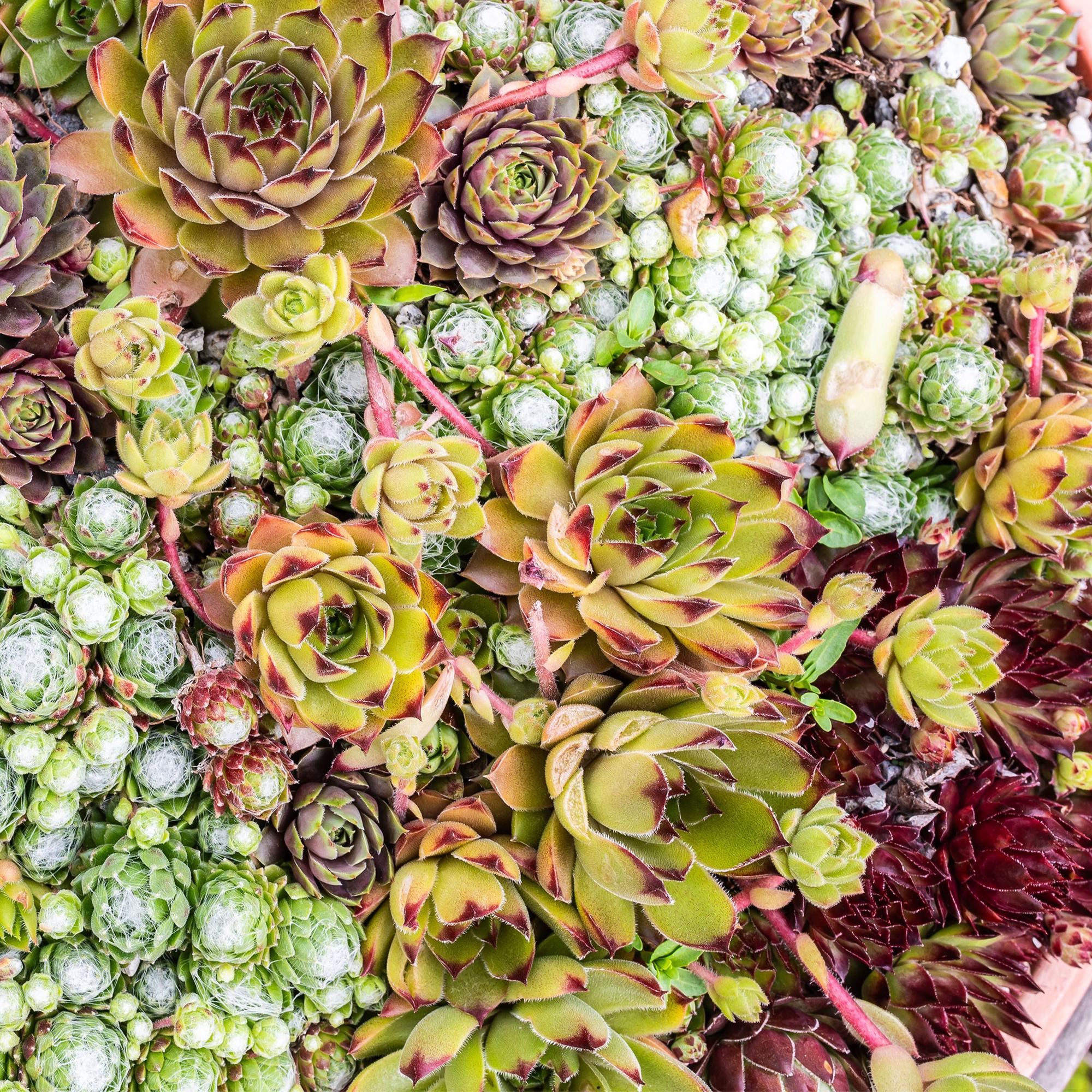 Sempervivum Big Sam - 4 Planten - Diversen kleuren - Weinig Onderhoud - Pot 14 Hoogte 17