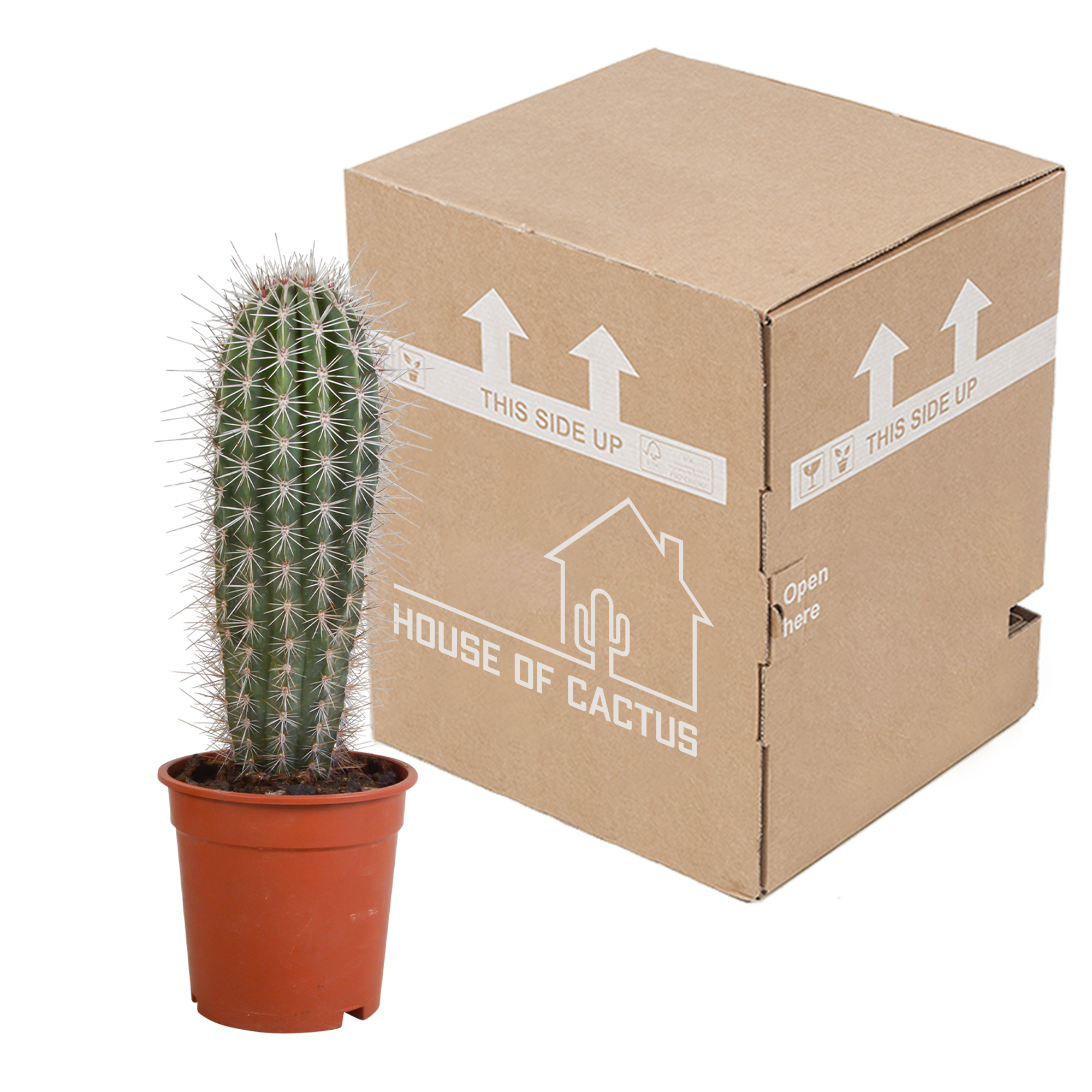Pachycereus pringlei - 17cm - without pot