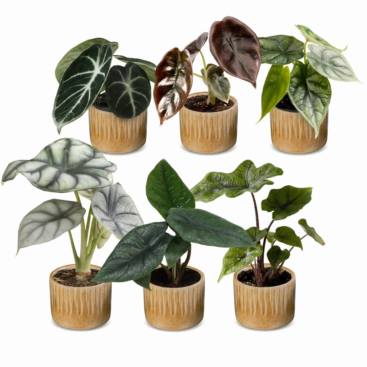 Baby Alocasia Familie 6x- Rood - Groen - Zwart - Zilver - Grijs - Tropisch - incl. Linnea Honey - Ø6cm - ↕12cm