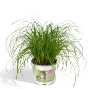 Cyperus alternifolius – Katzengras – Ø 12 cm – ↕ 20 cm