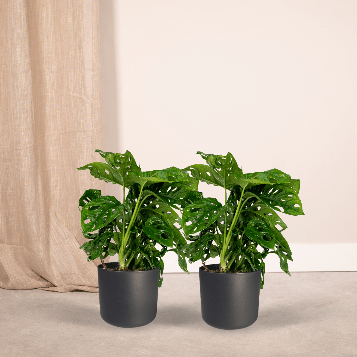 2x Monstera Monkey Leaf - Fensterblatt - 30cm - ø12